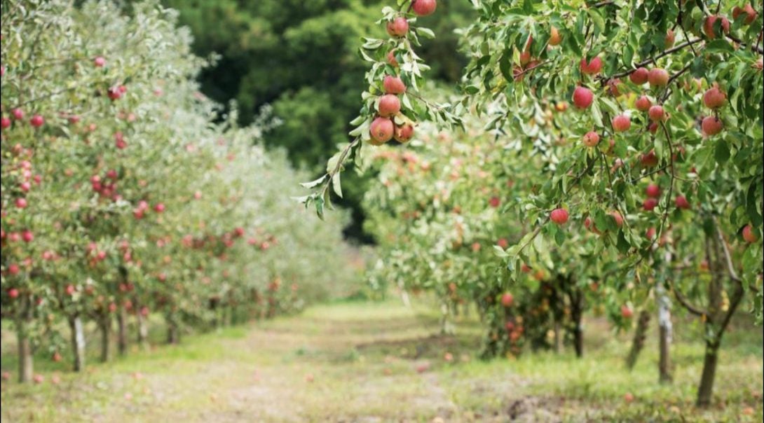 apple orchard